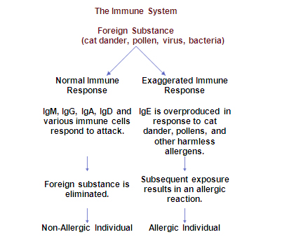 homeopathic allergy treatment| different types of allergies